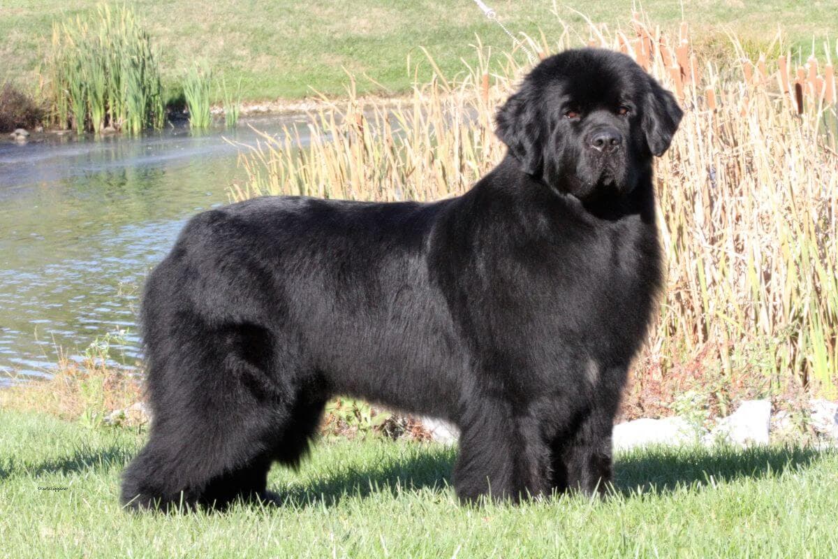 Newfoundland