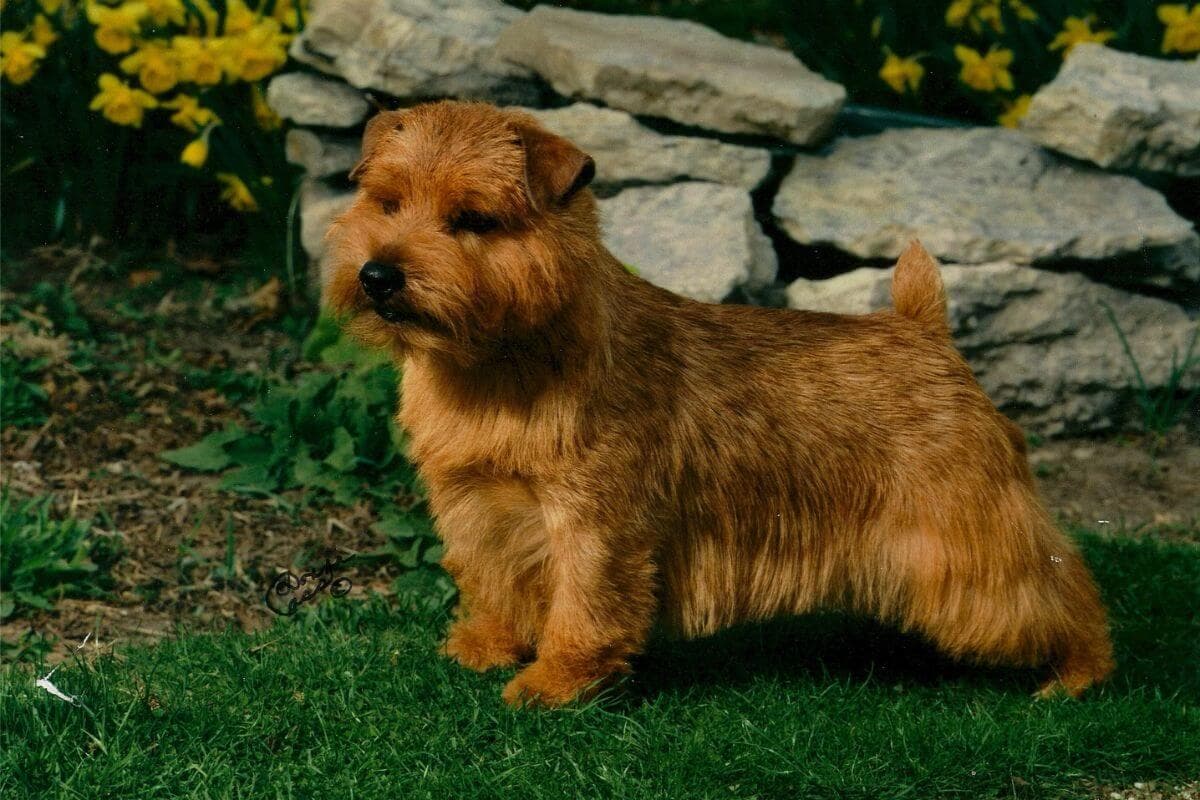 Norfolk Terrier
