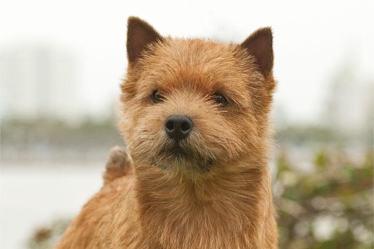 Norwich Terrier