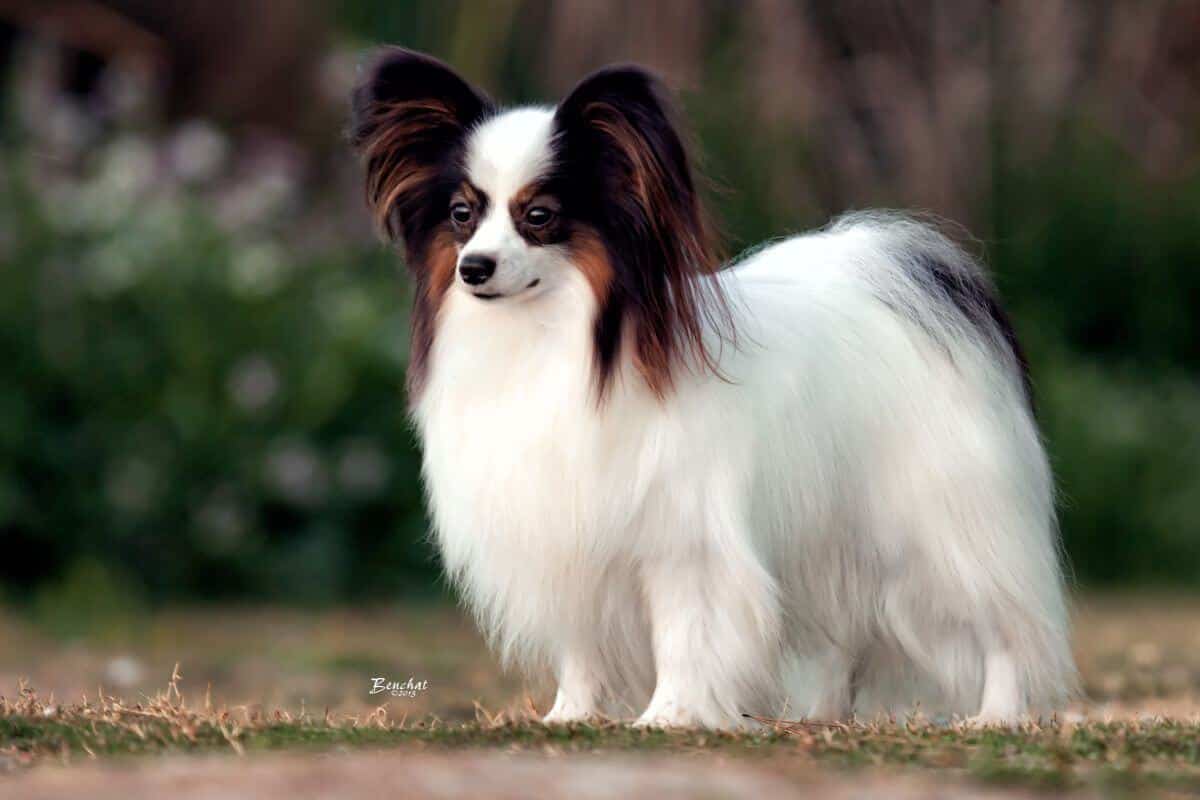 Papillon