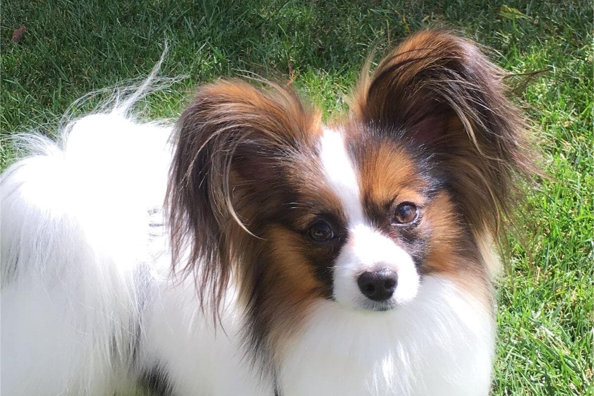 Papillon