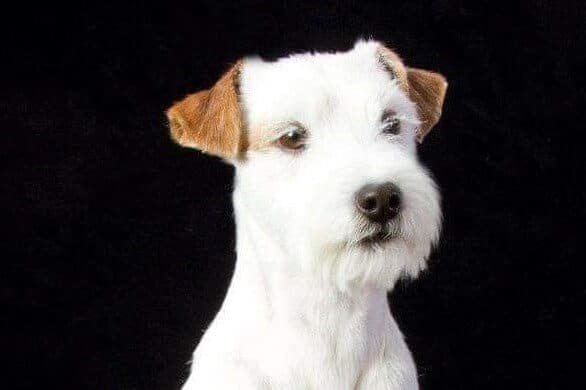 Parson Russell Terrier