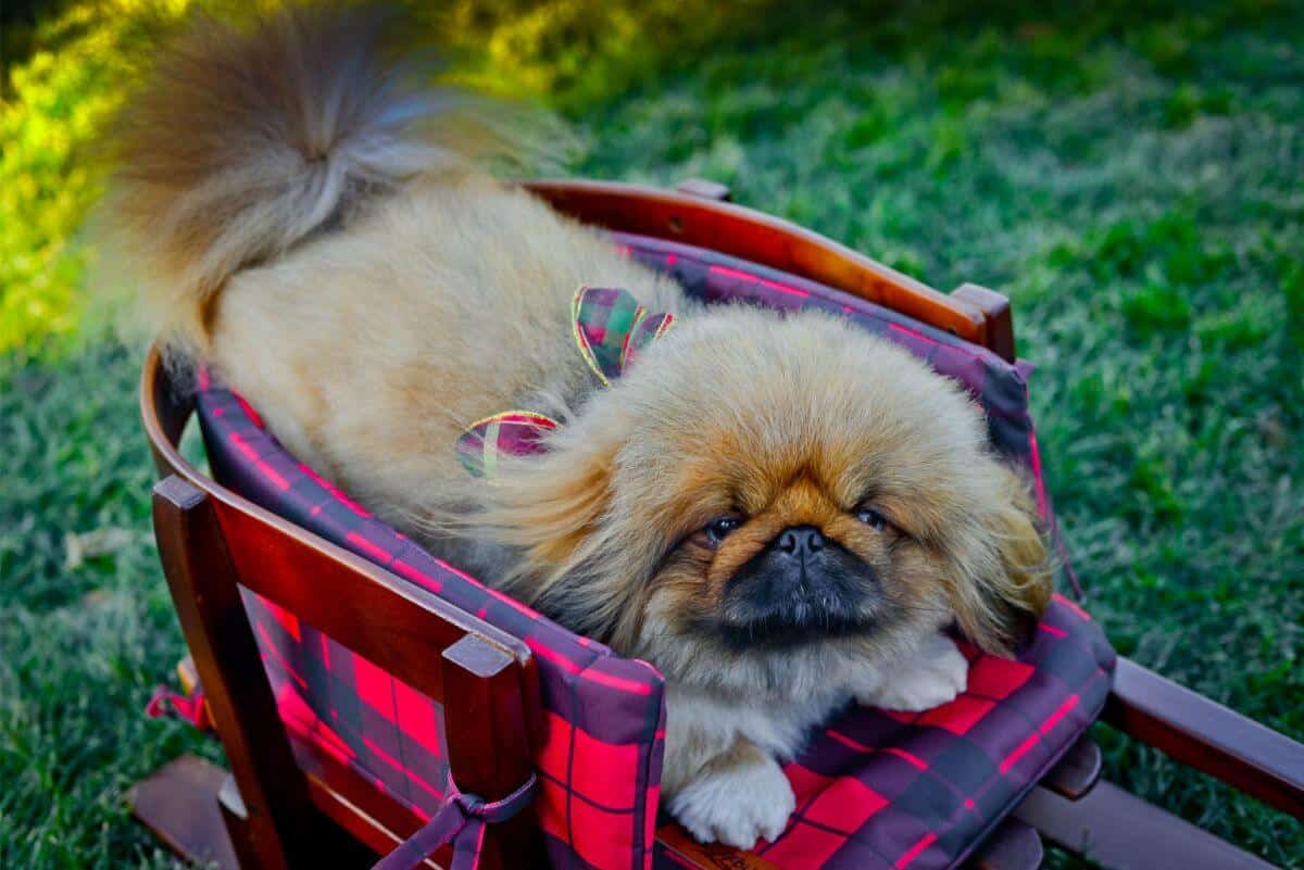 Pekingese