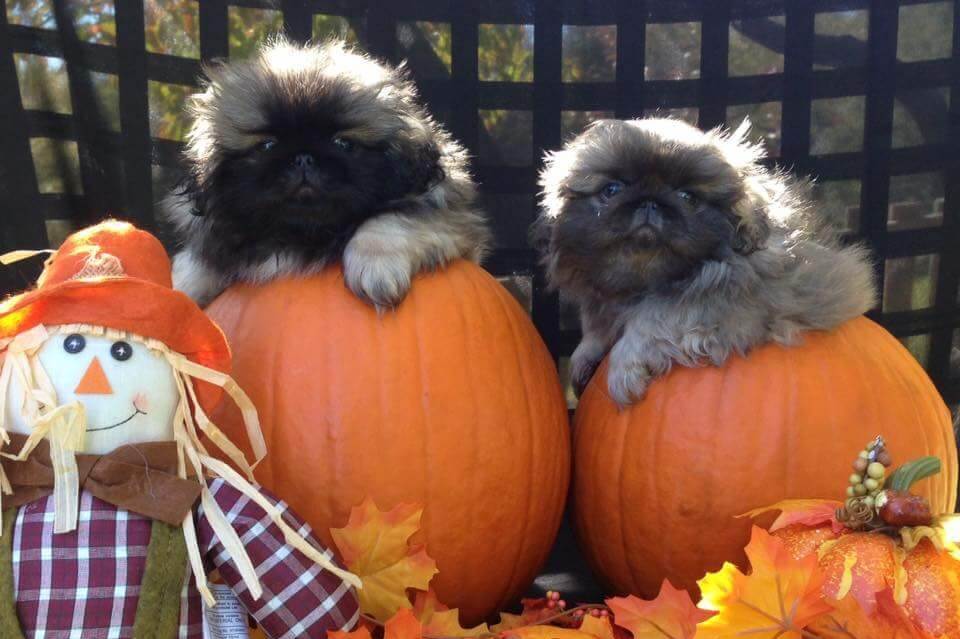 Pekingese