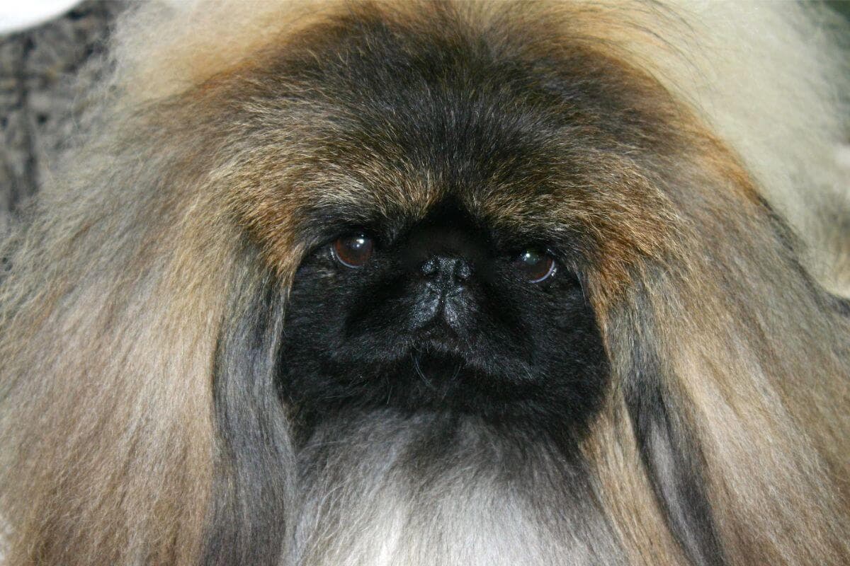 Pekingese