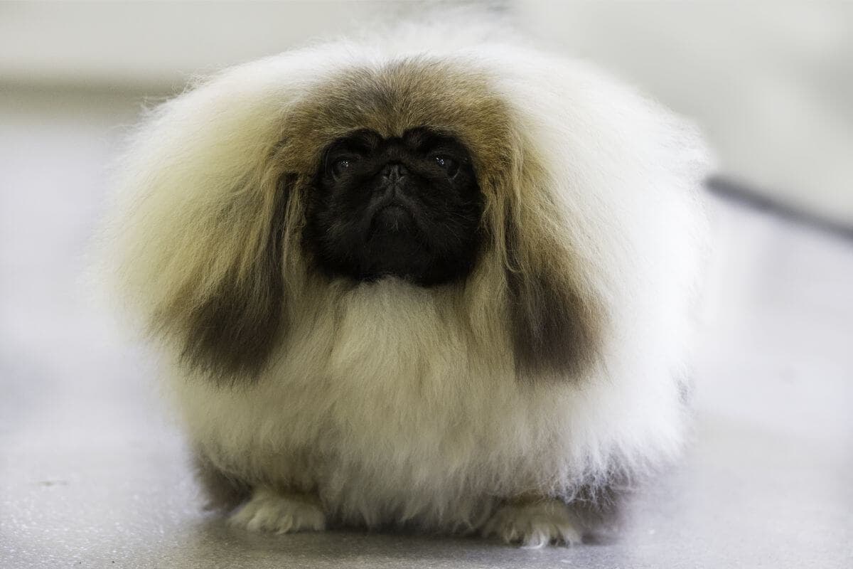 Pekingese