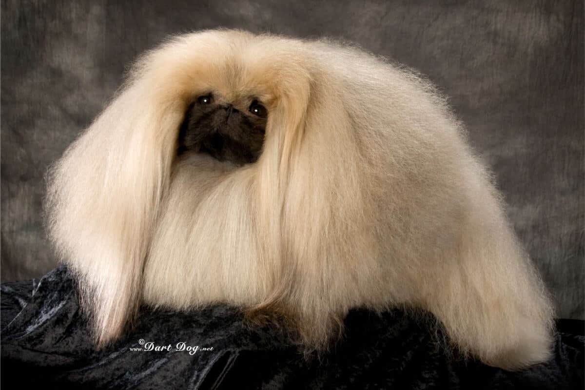 Pekingese
