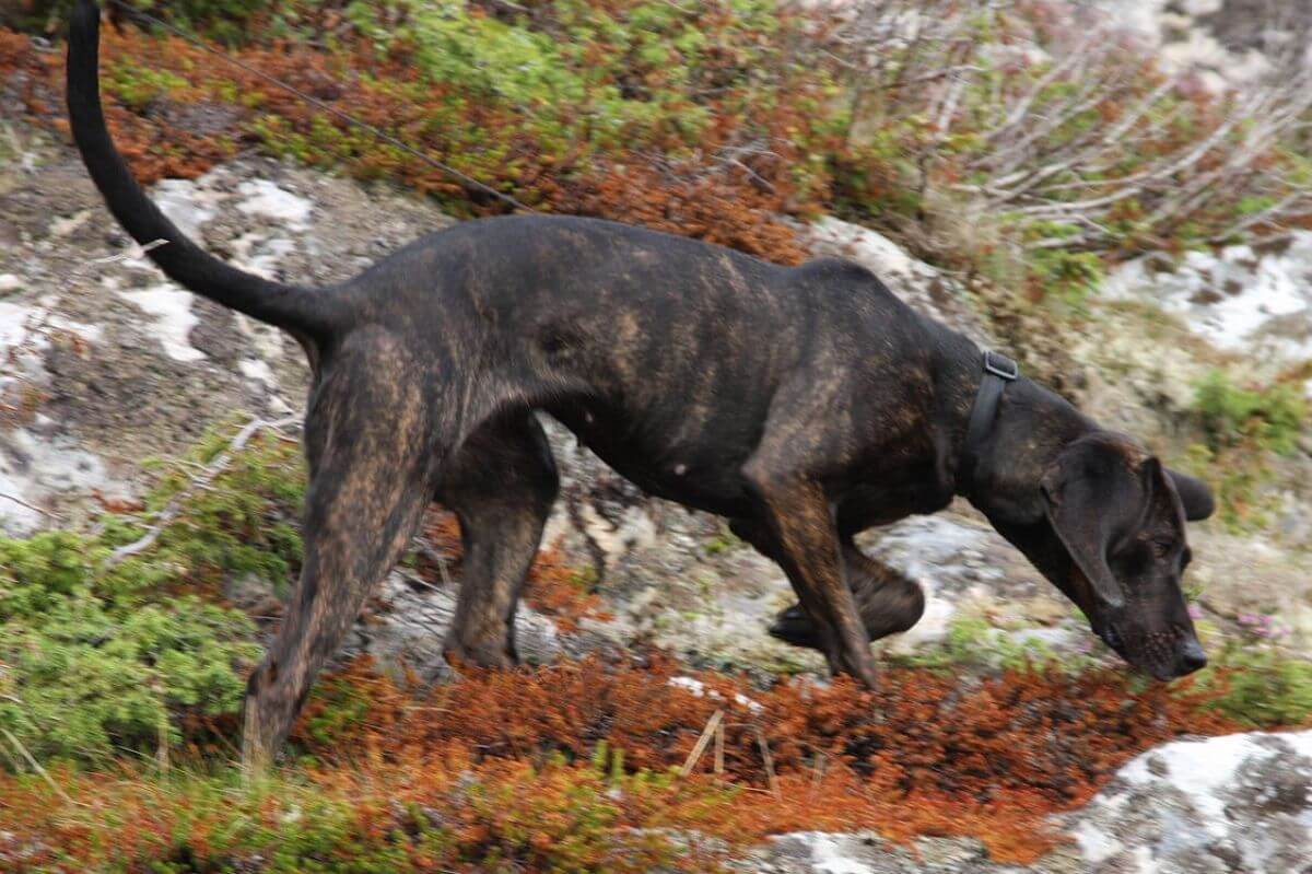 Plott Hound