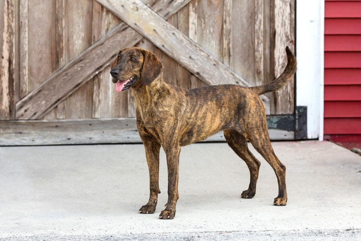 Plott Hound