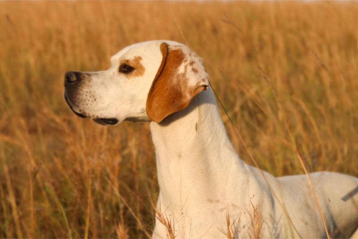 Pointer