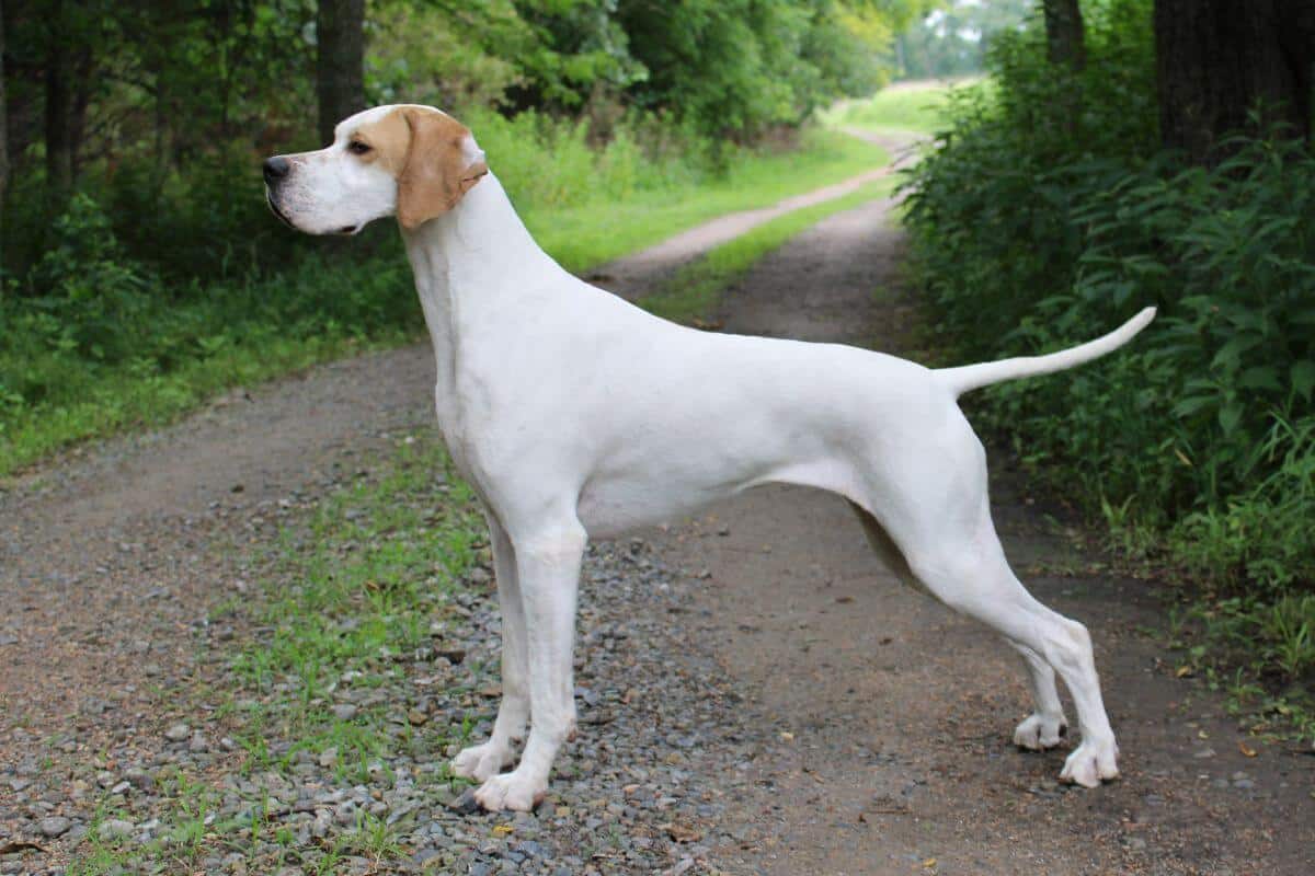 Pointer
