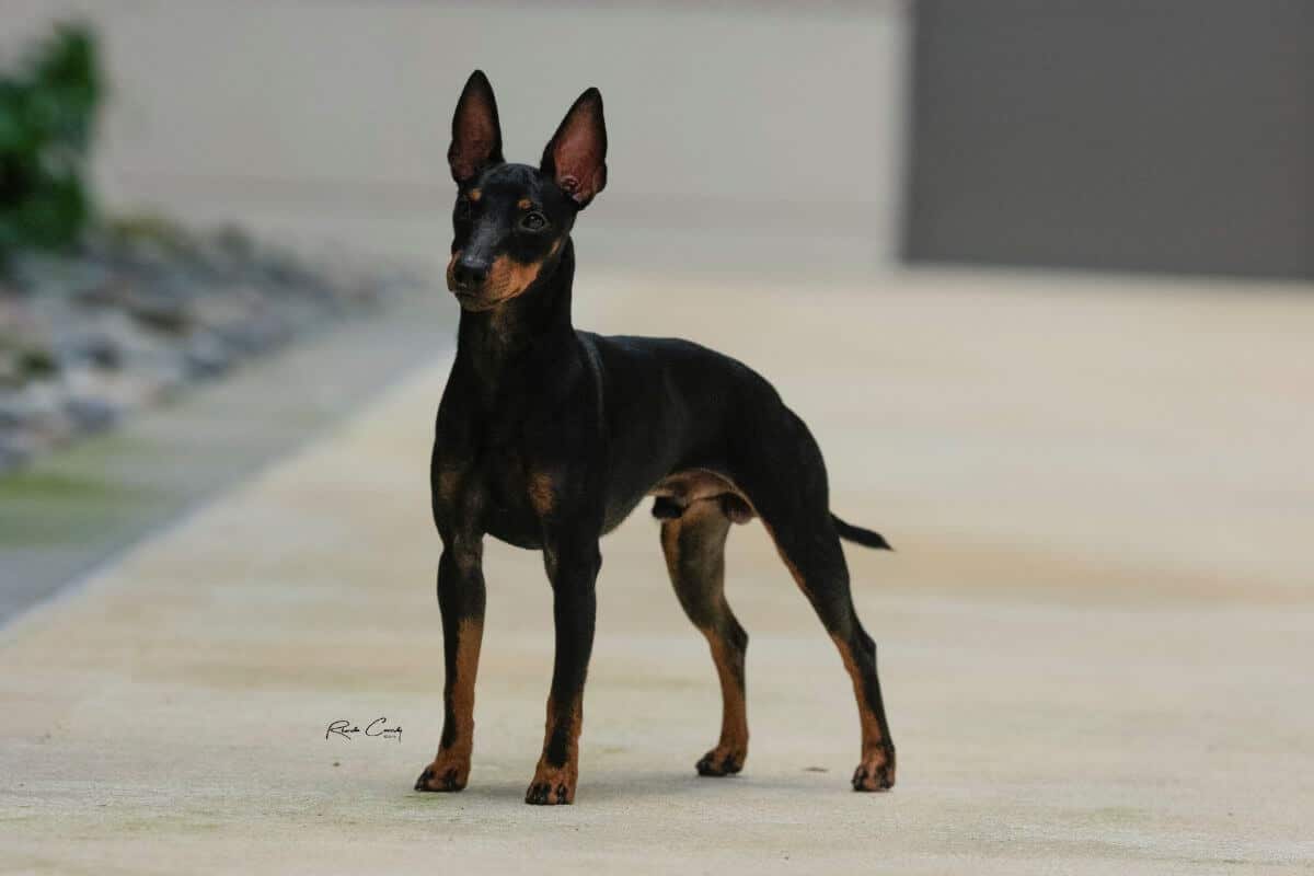 Toy Manchester Terrier