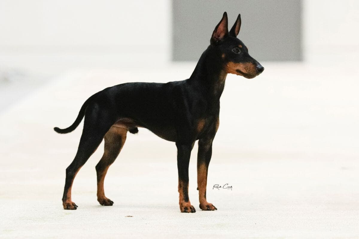 Toy Manchester Terrier