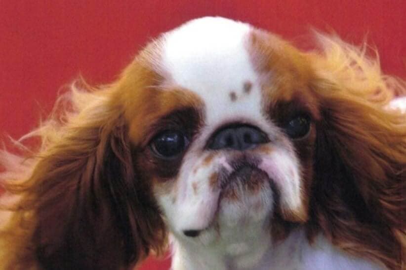 English Toy Spaniel (Blenheim & Prince Charles)