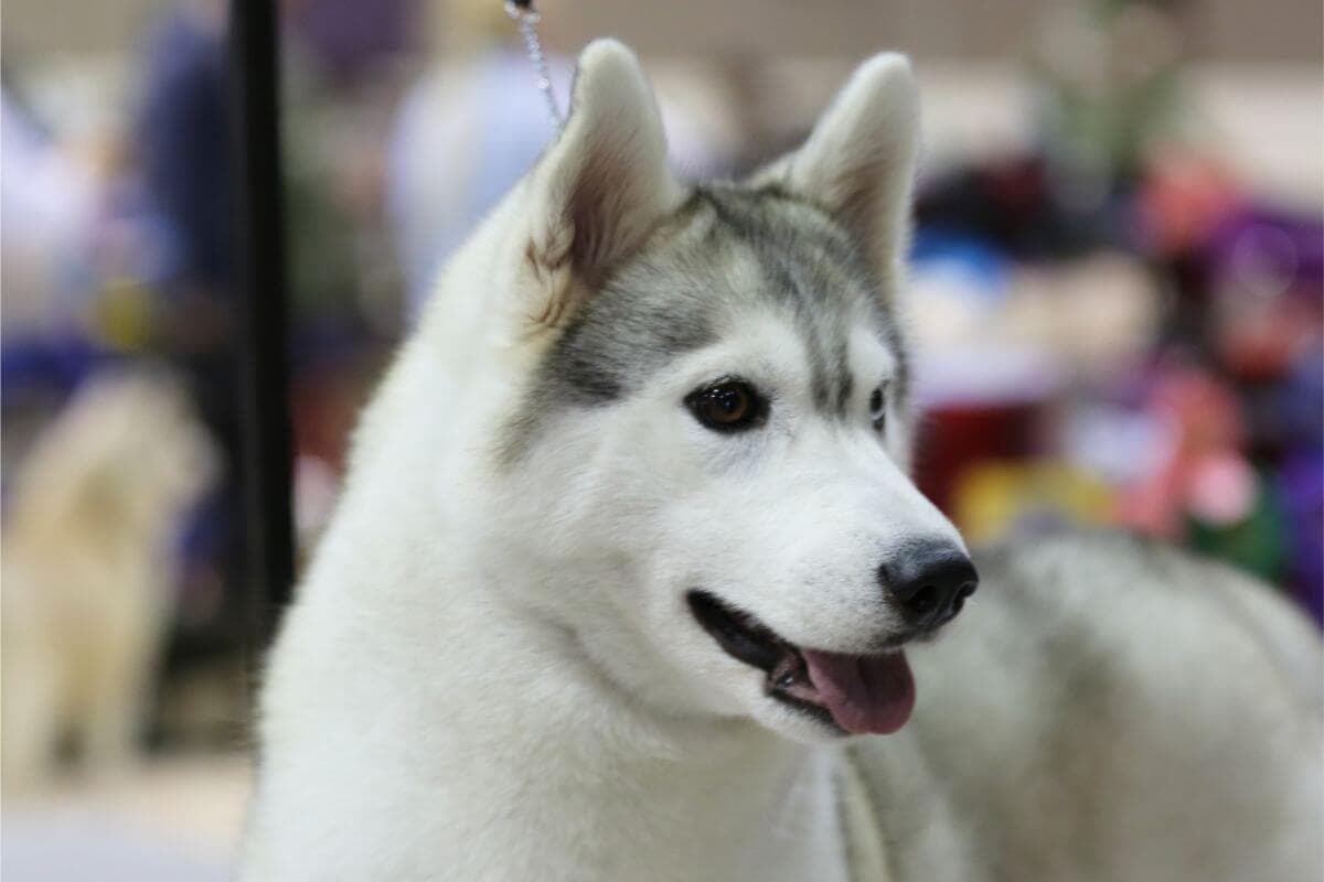 Siberian Husky