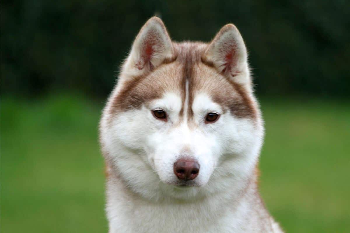 Siberian Husky