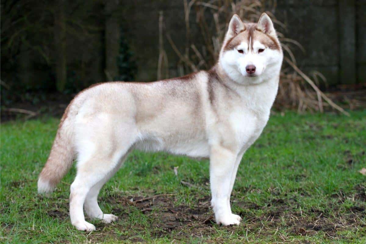 Siberian Husky