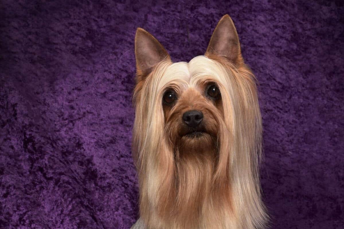 Silky Terrier