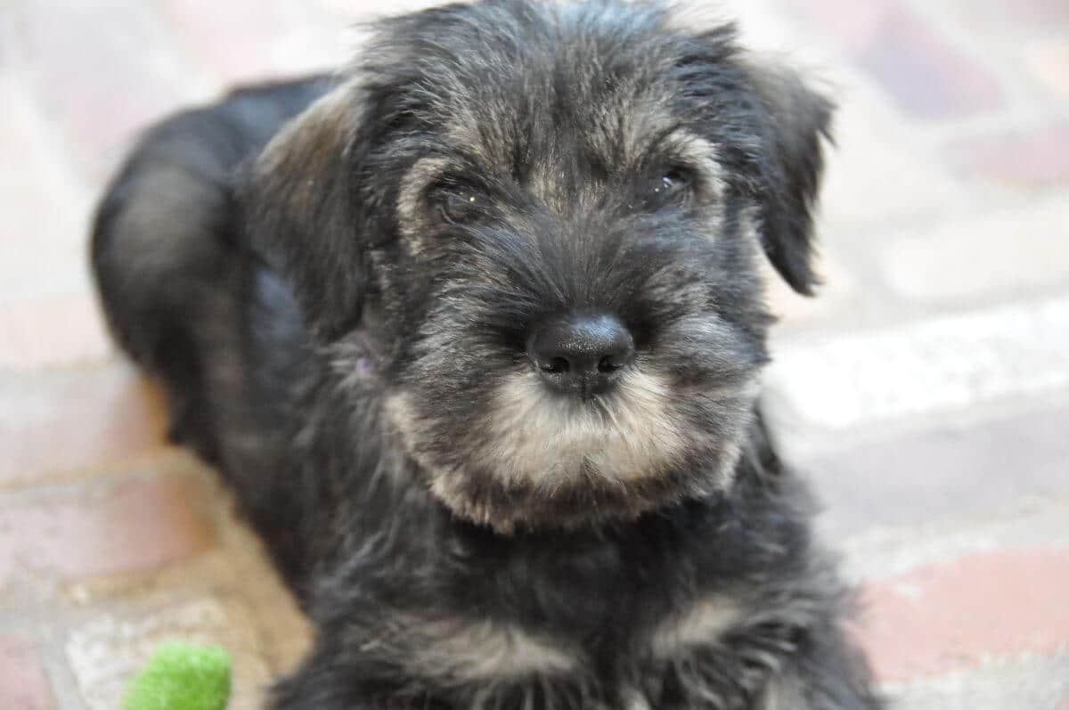 Standard Schnauzer