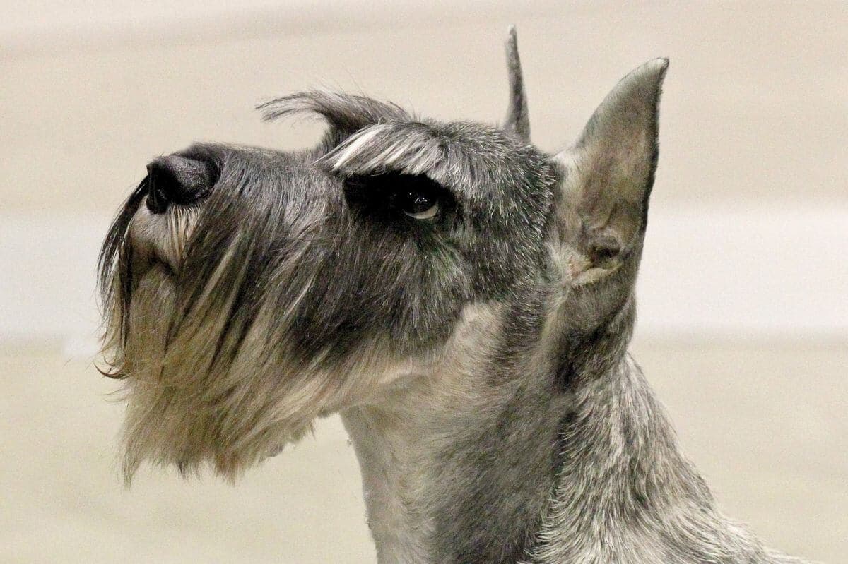 Standard Schnauzer