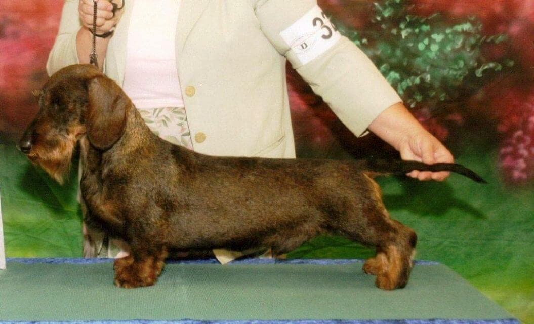 Dachshund