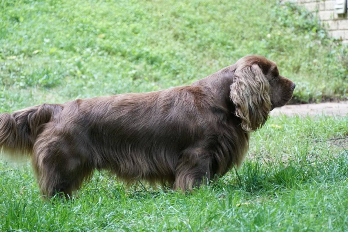 Sussex Spaniel