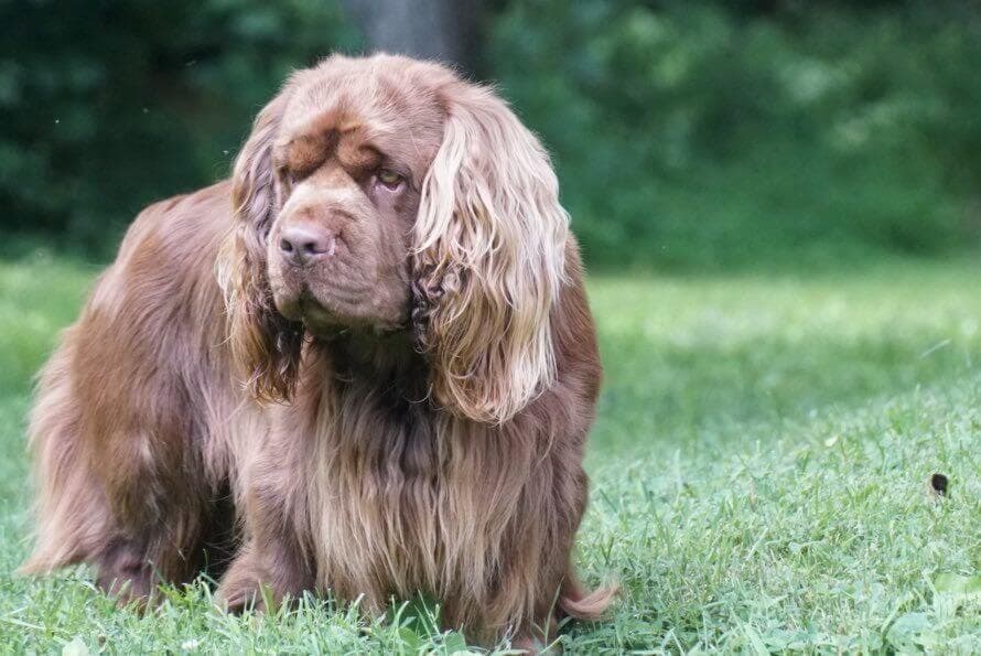 Sussex Spaniel