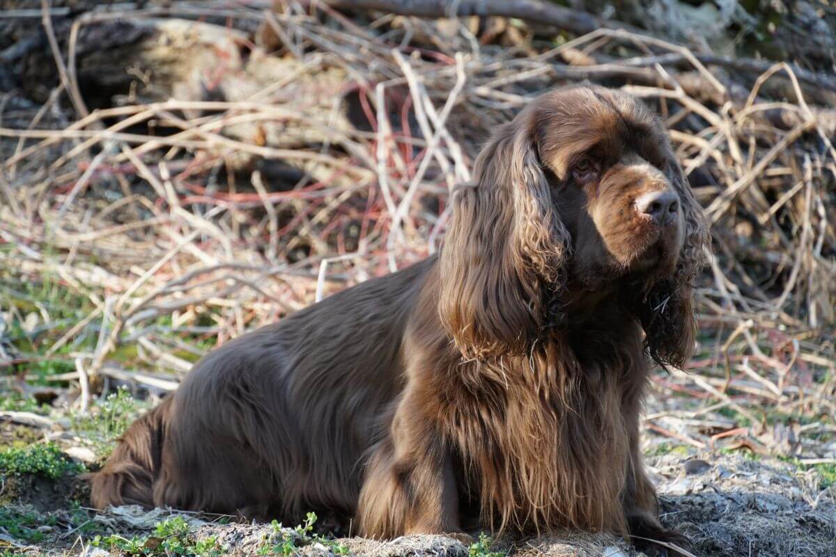 Sussex Spaniel