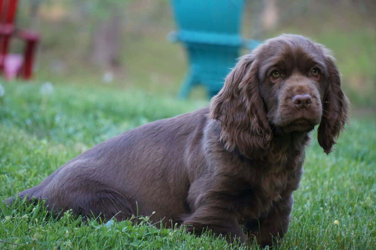 Sussex Spaniel