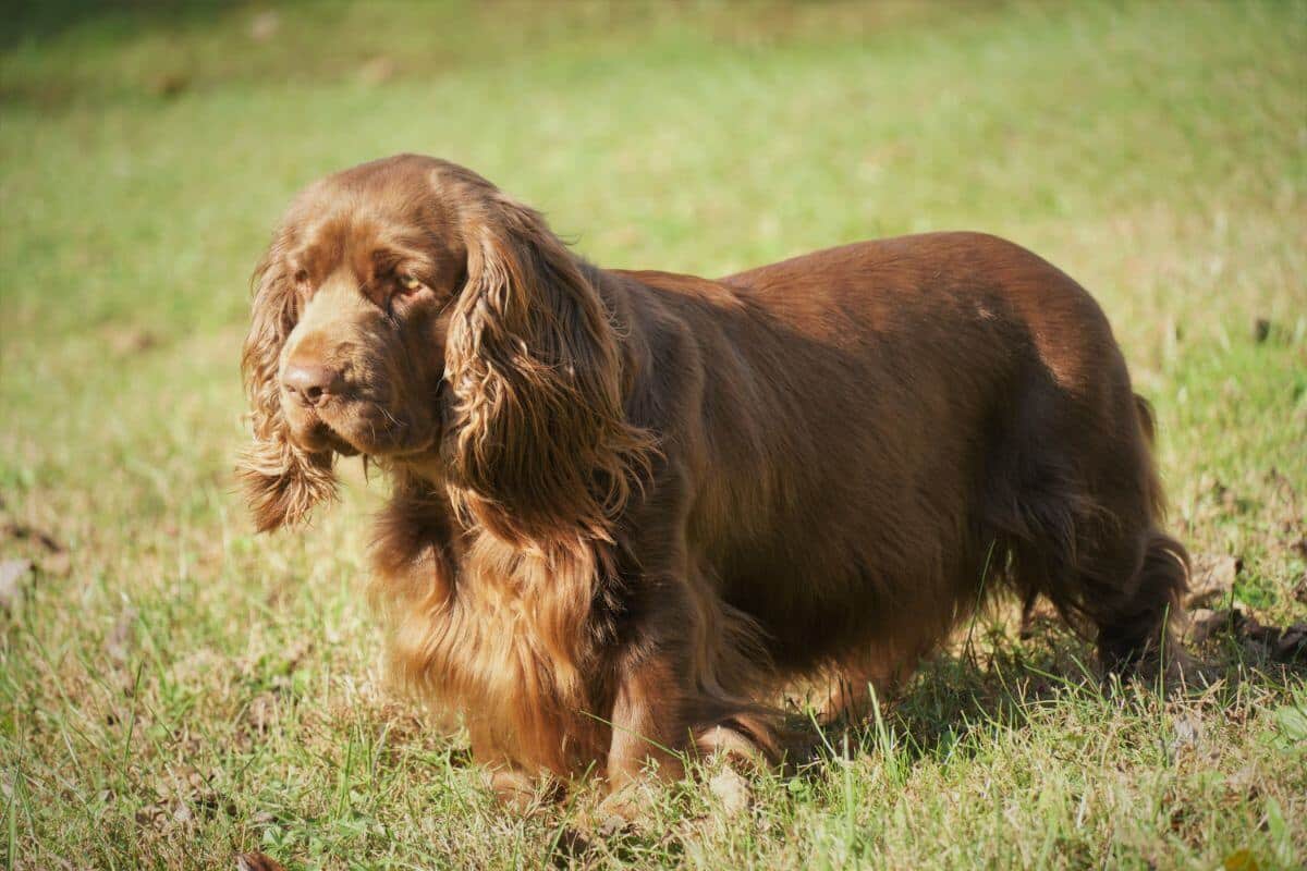 Sussex Spaniel
