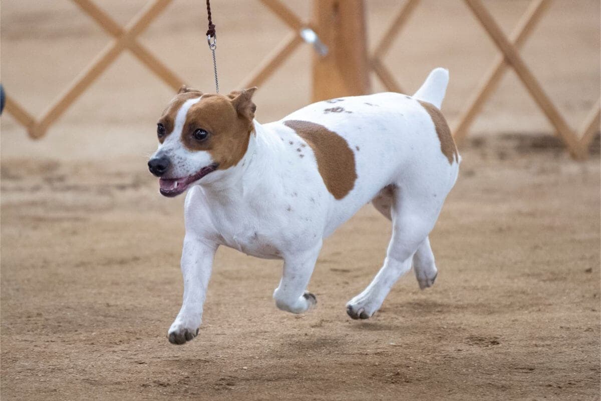 Teddy Roosevelt Terrier