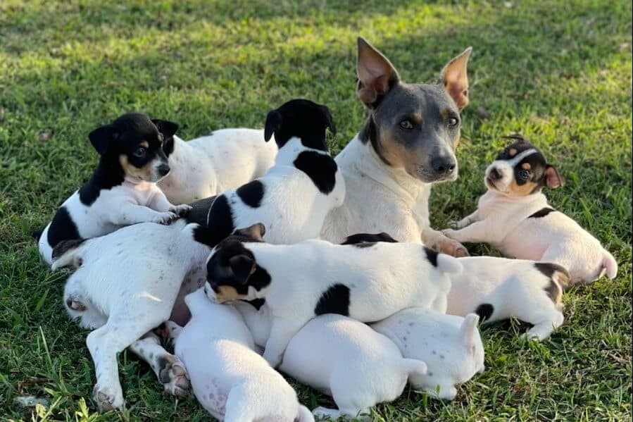 Teddy Roosevelt Terrier