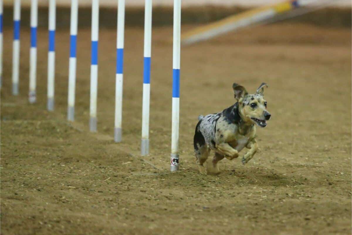 Teddy Roosevelt Terrier