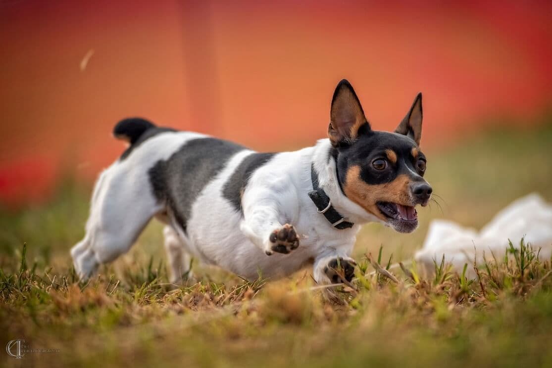 Teddy Roosevelt Terrier