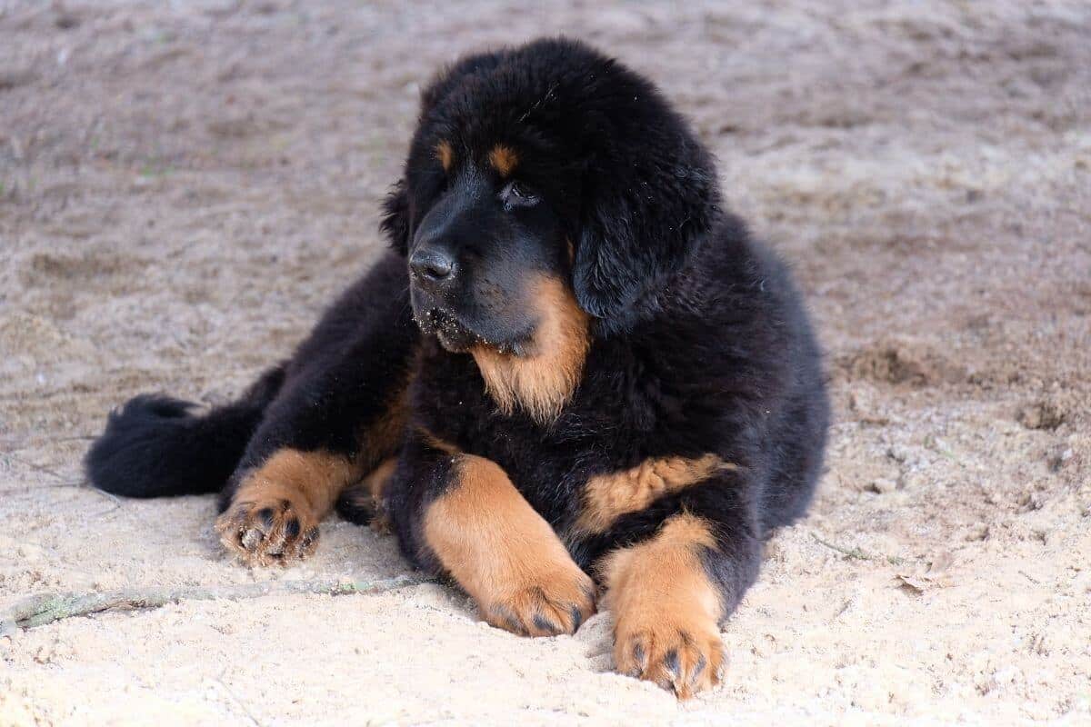Tibetan Mastiff