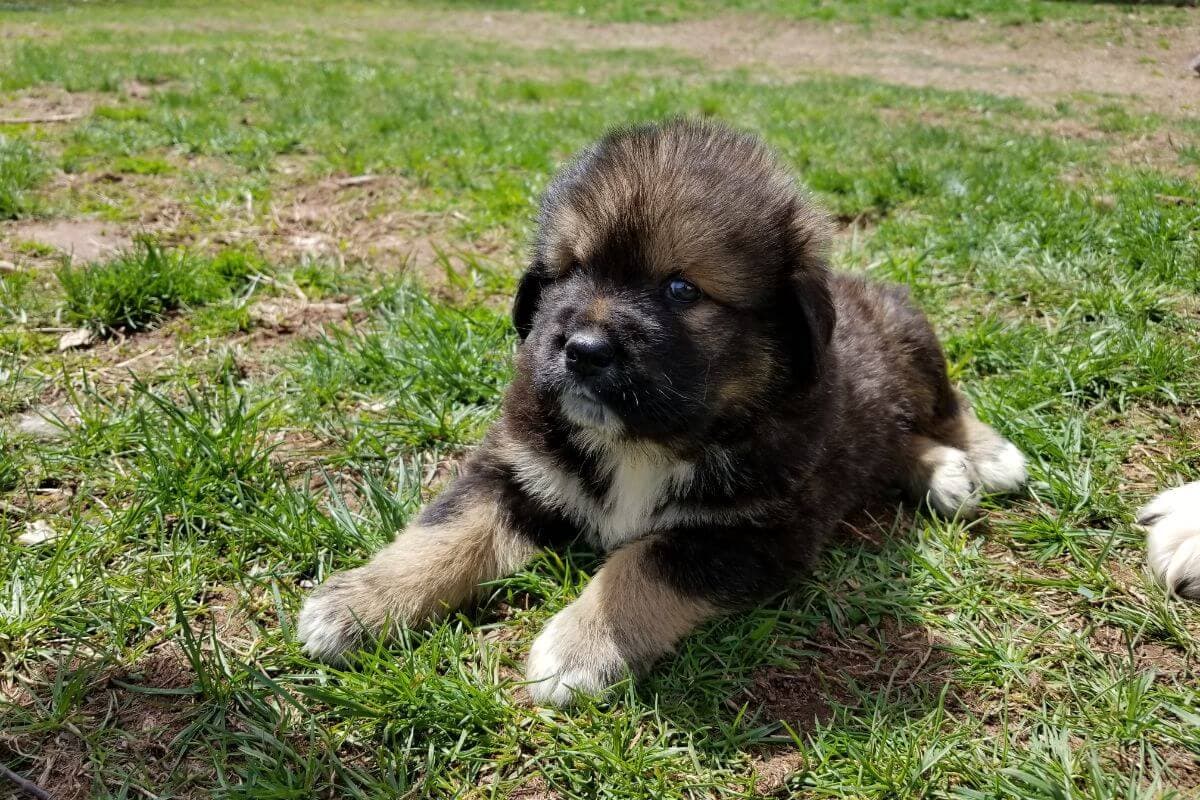 Tibetan Mastiff