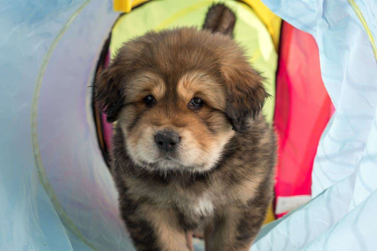 Tibetan Mastiff
