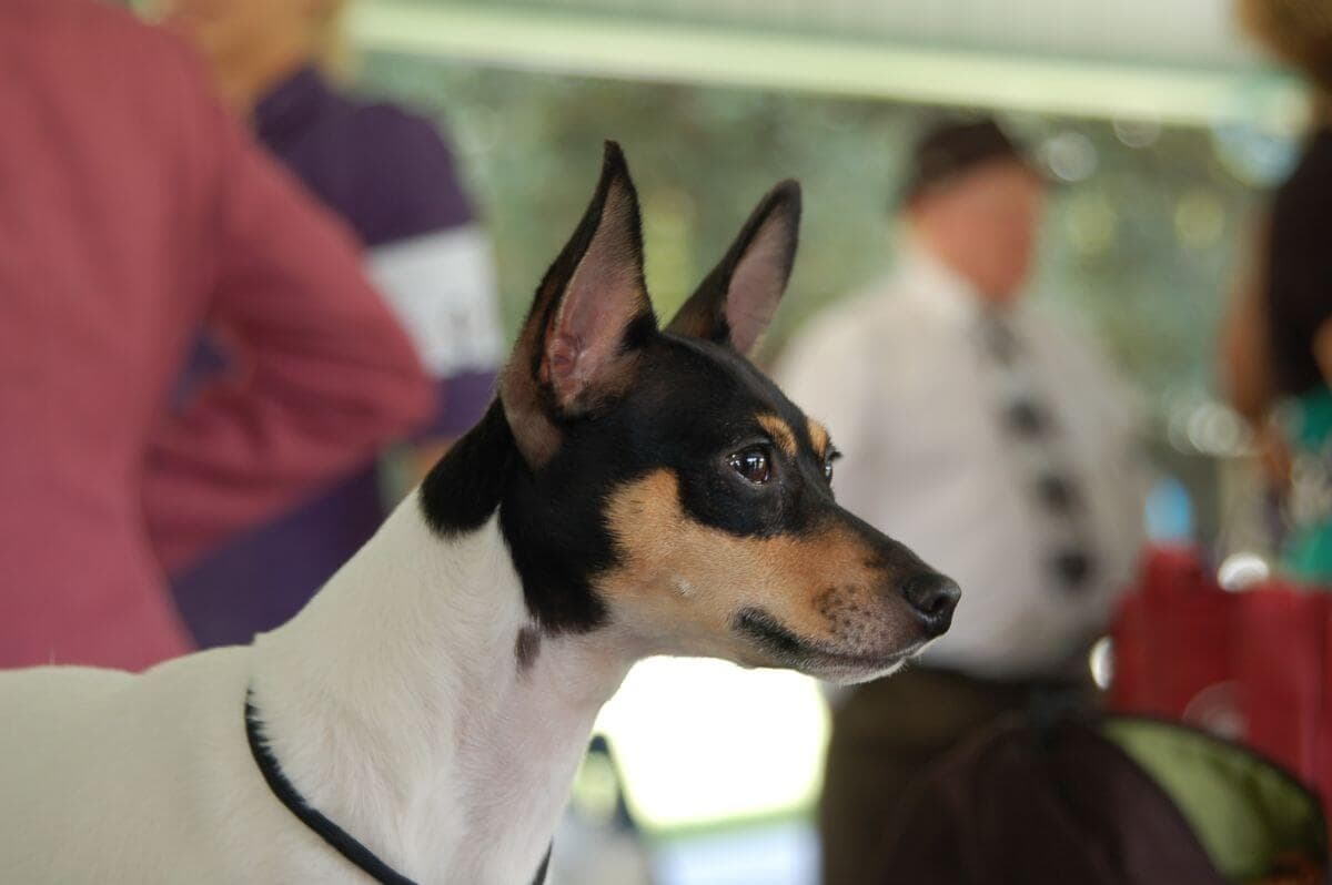Toy Fox Terrier