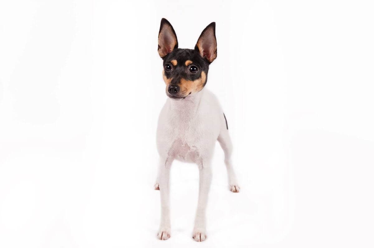 Toy Fox Terrier