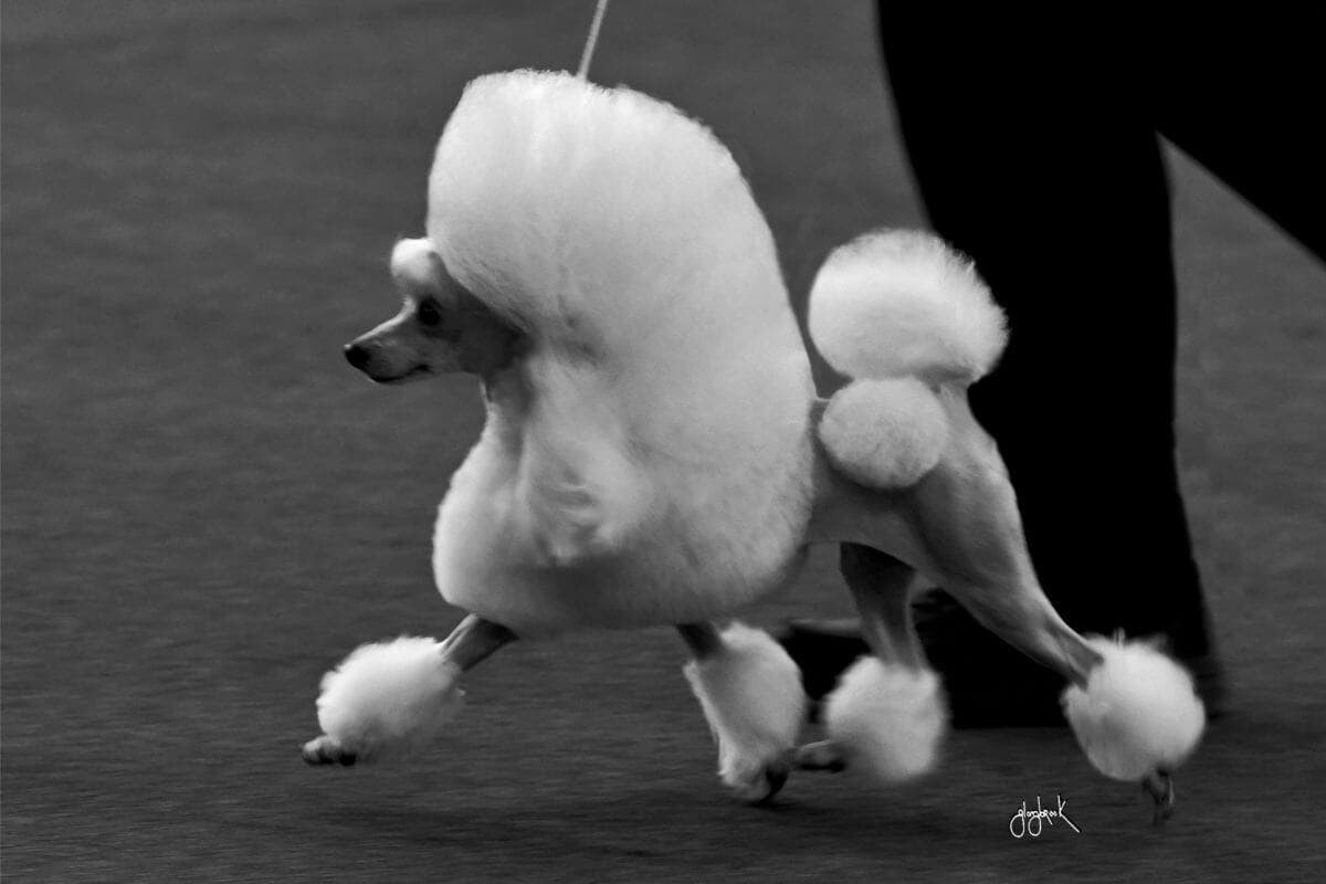 Toy Poodle