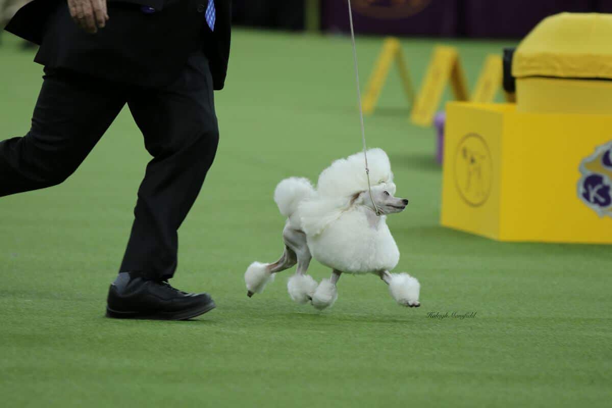 Toy Poodle