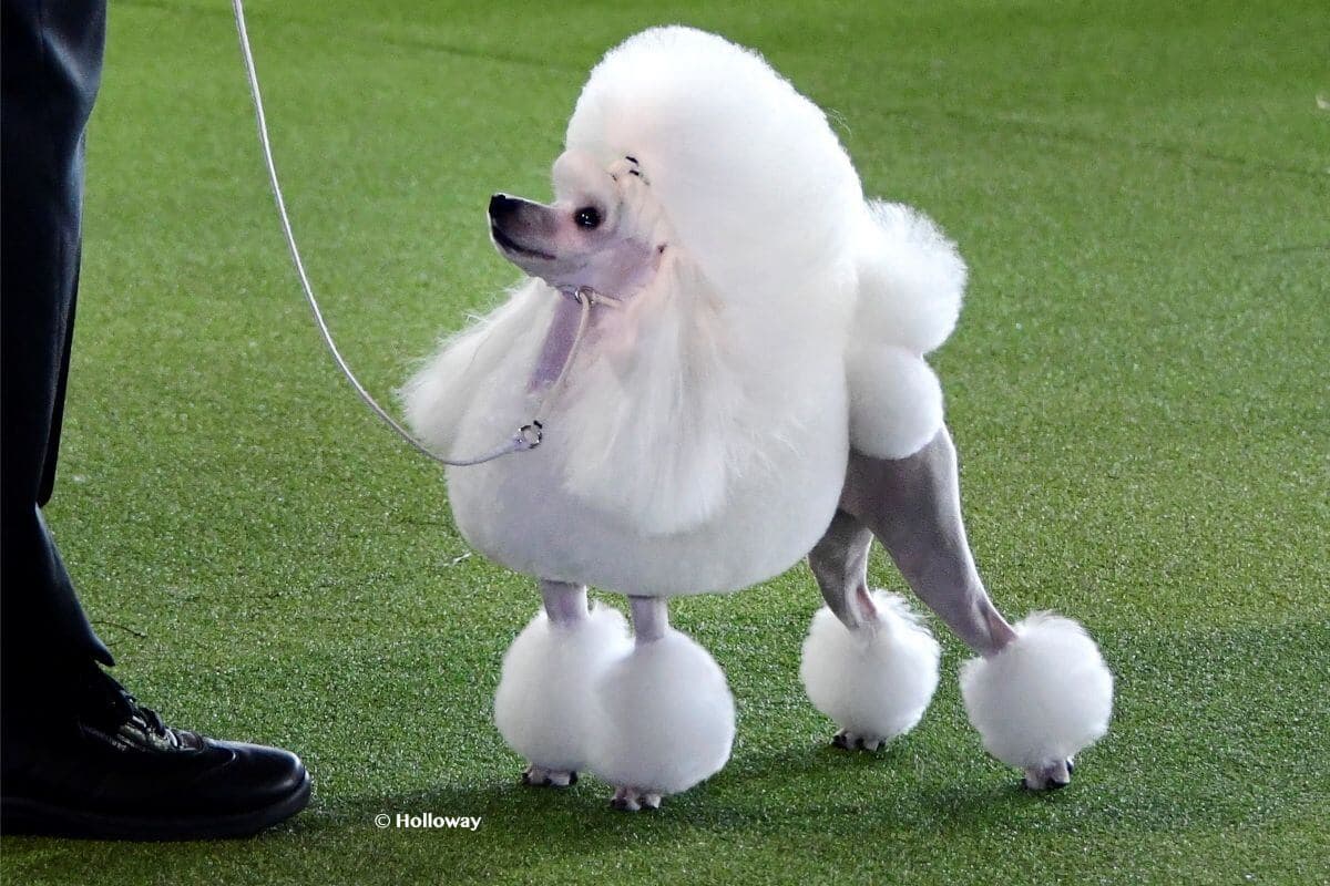 Toy Poodle