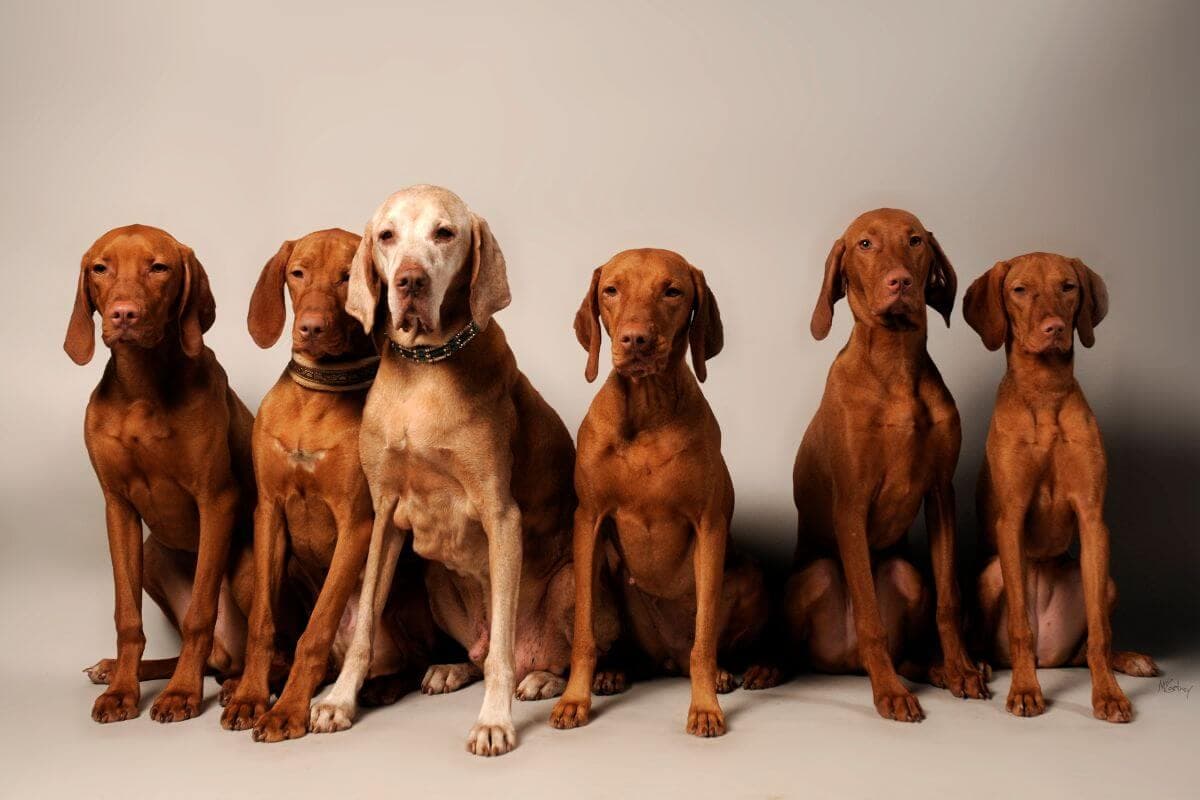 Vizsla