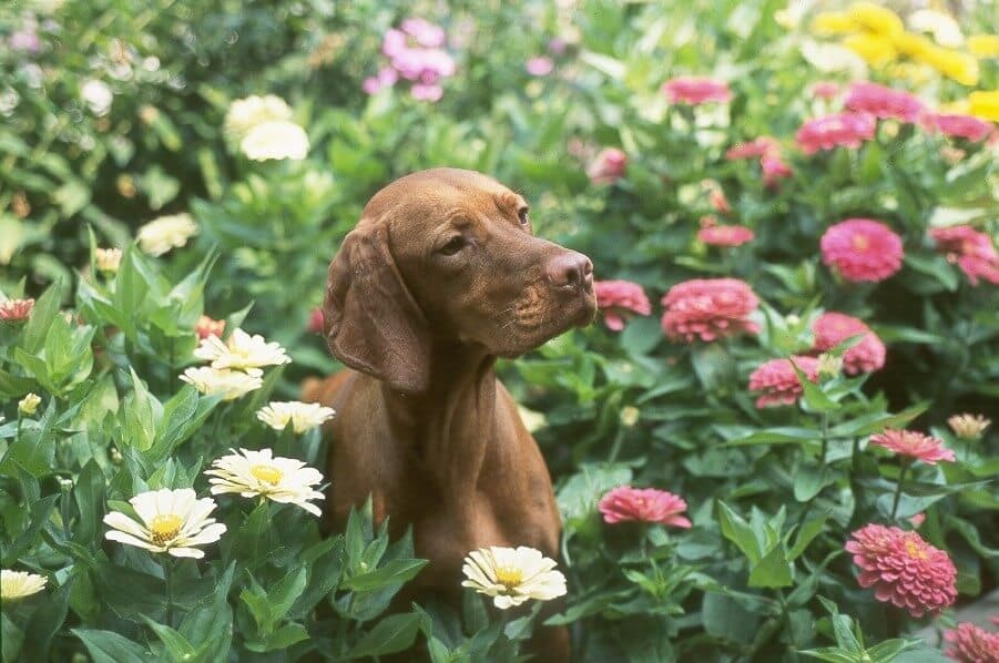 Vizsla