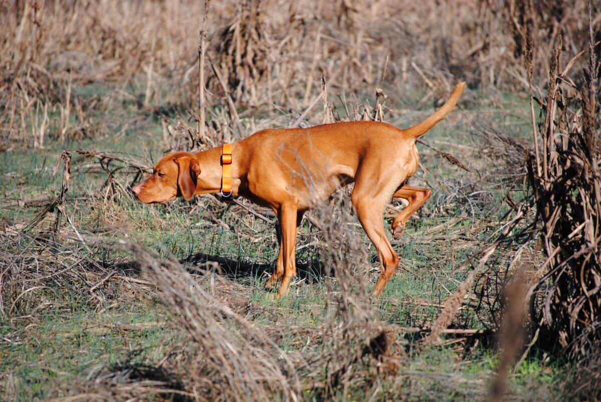 Vizsla