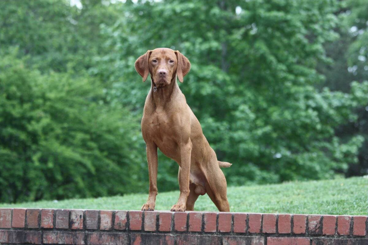 Vizsla