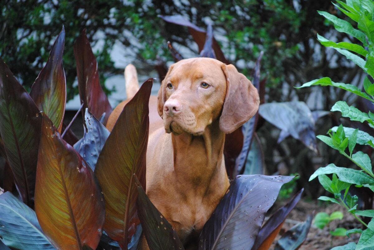 Vizsla