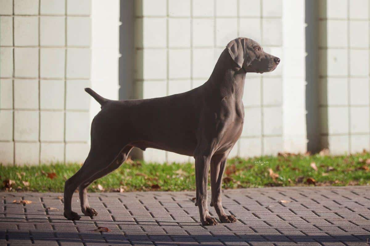 Weimaraner