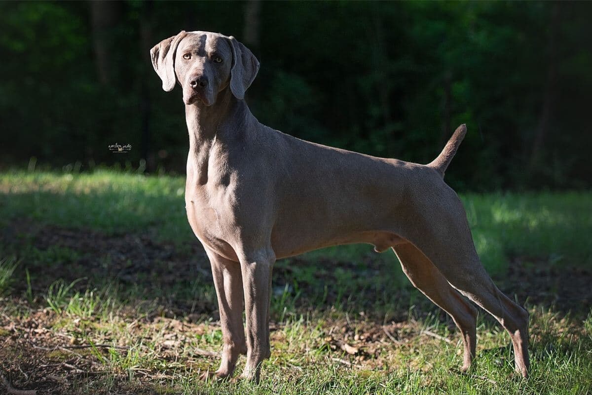 Weimaraner