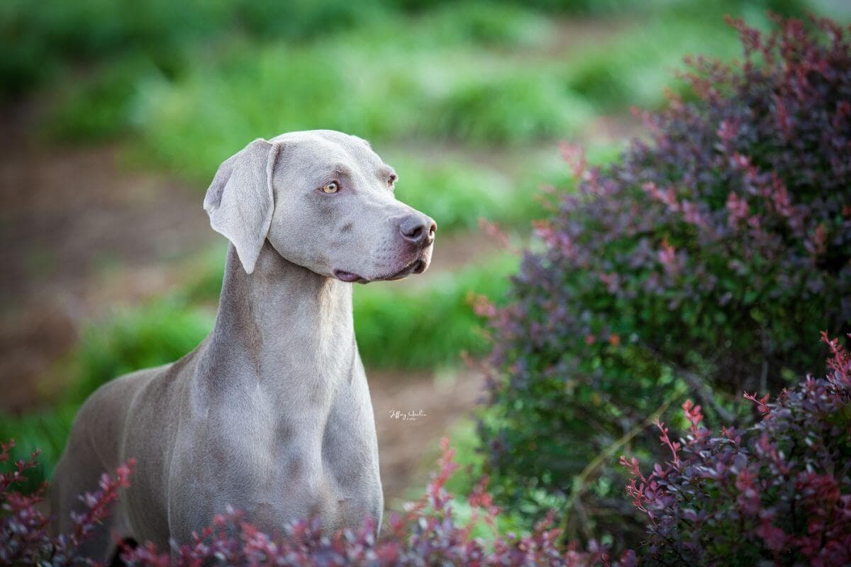Weimaraner